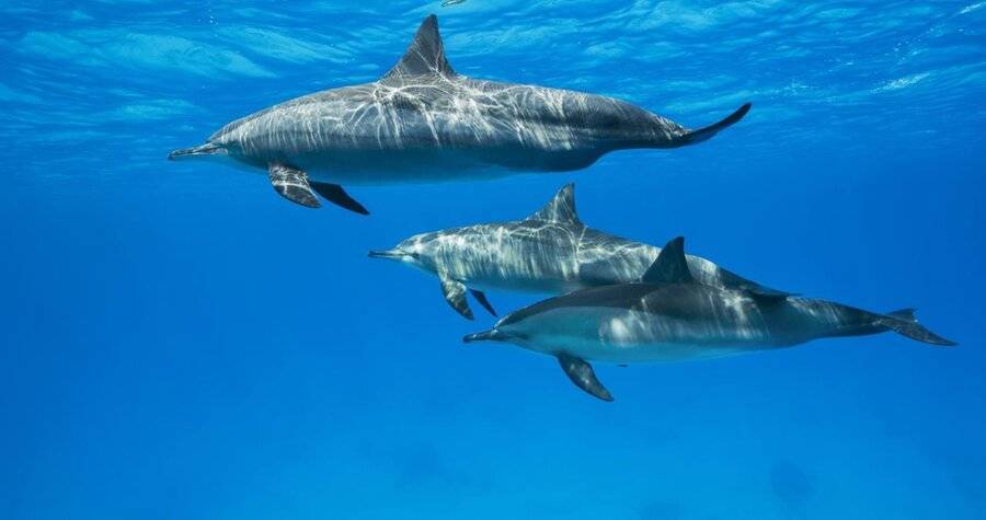 В Госдуме предложили запретить вылов животных для дельфинариев
