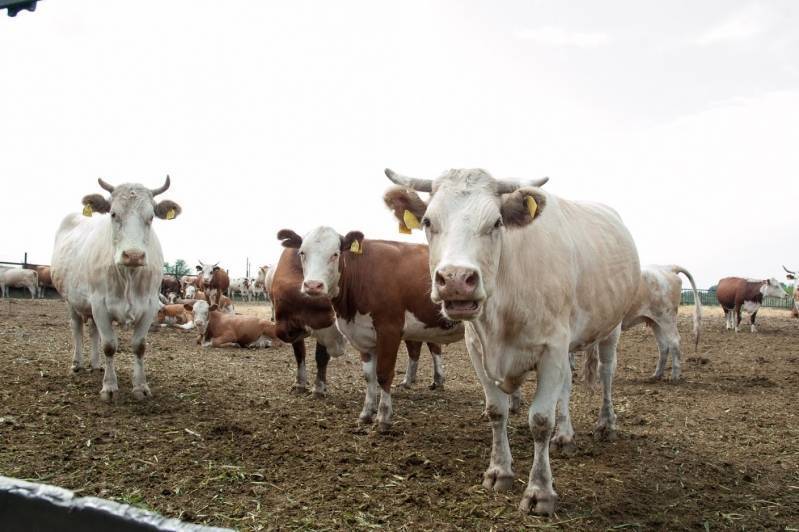 В Волгоградской области оштрафовали фермера, который не привил 180 коров nbsp