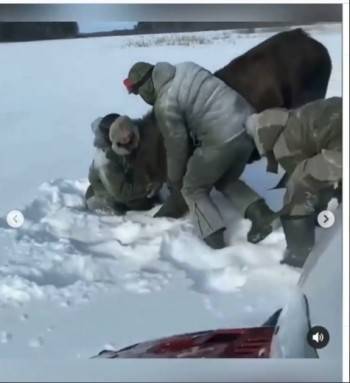 В Вологодской области заезжие браконьеры задушили беременную лосиху