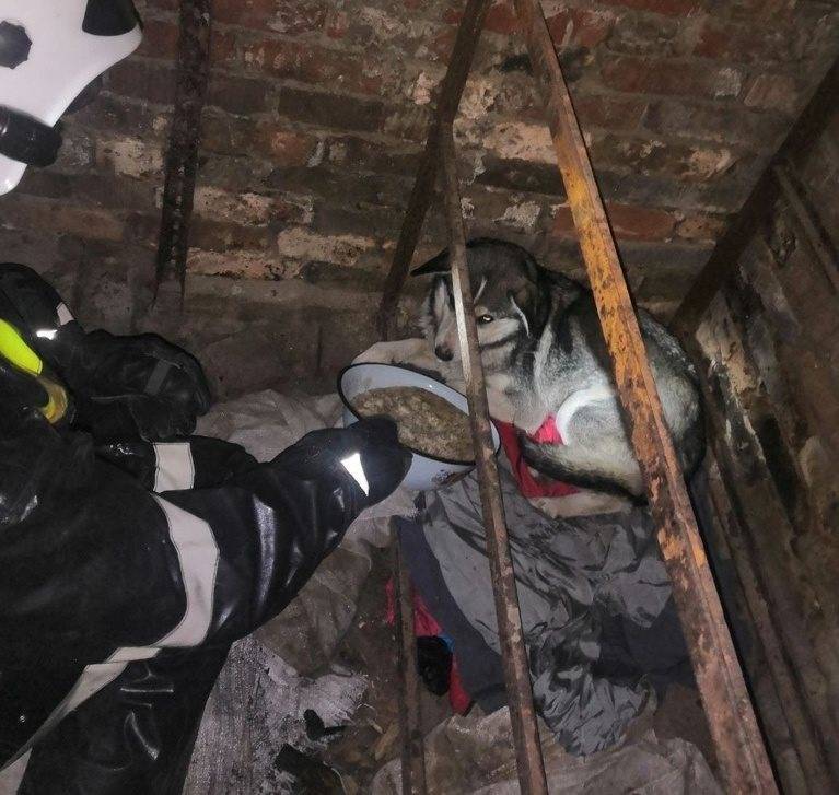 Ульяновские спасатели достали из глубокого подвала собаку