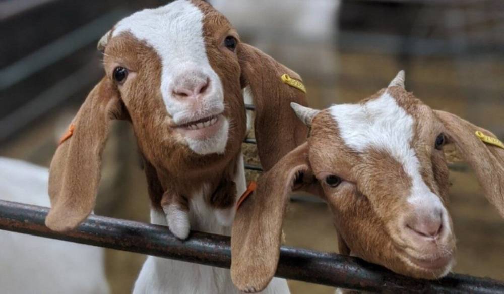 Covid-козел: британские козы заработали 50 тысяч фунтов на онлайн-конференциях