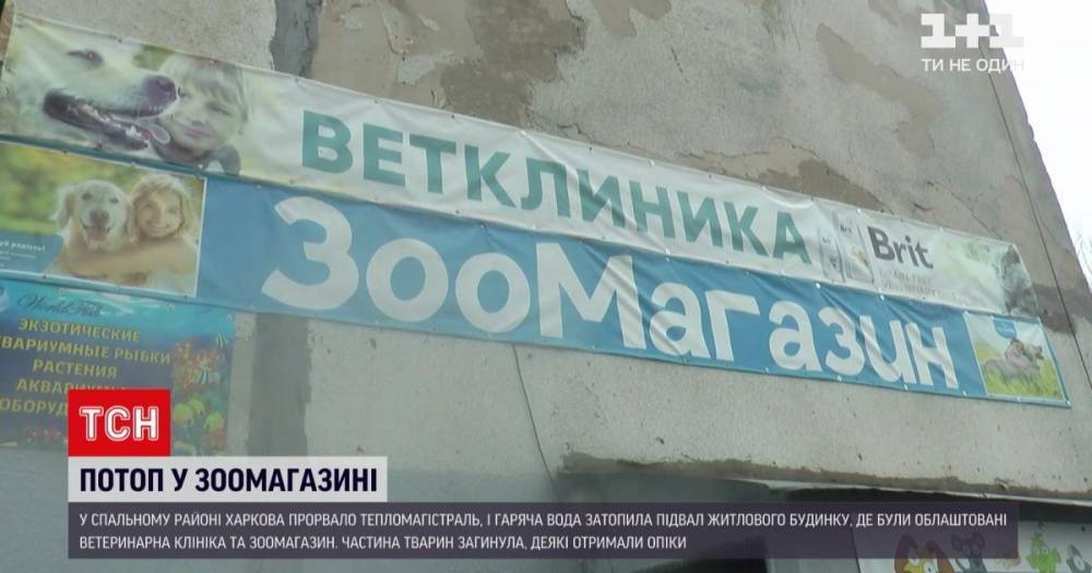 Несколько животных погибли, другие обожглись: в Харькове горячей водой затопило ветклинику и зоомагазин (видео)