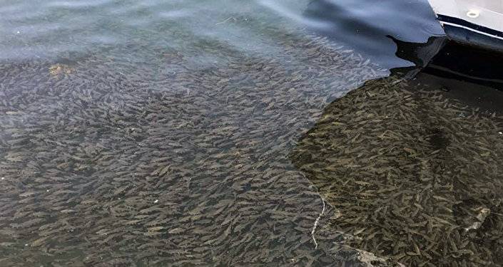 Попытка правительства упорядочить лов рыбы на Севане не удалась – ученый
