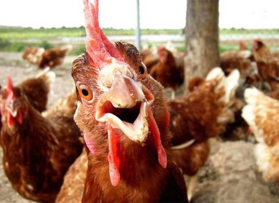 Курица снесла "киндер-сюрприз": в сети показали фото самого необычного яйца