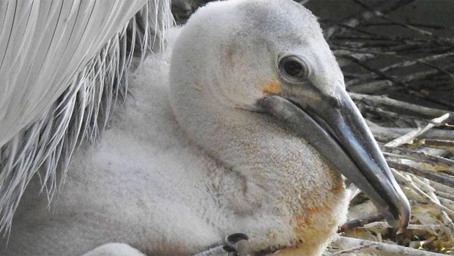 Птенец кудрявого пеликана родился в зоопарке Москвы