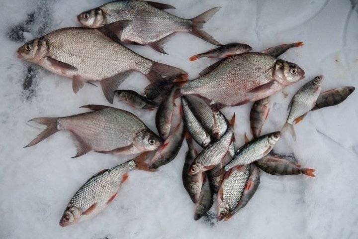Тамбовчане станут участниками чемпионата по зимней рыбалке