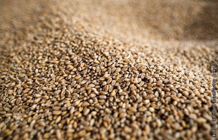 Экспортная пошлина на пшеницу будет взиматься при цене от $200 за т