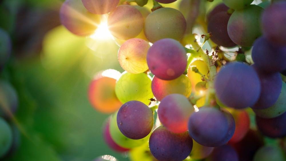 Употребление винограда может уберечь кожу от воздействия солнца