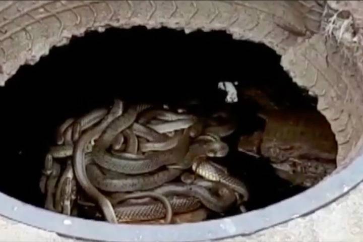 Гнездо с десятками змей помешало работе коммунальщиков в Штормовом