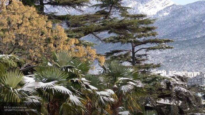 Новый вид неприхотливого дерева поможет при озеленении Крыма