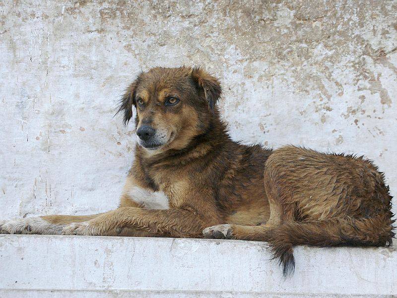 Собаке собачья жизнь? Как в России борются с бродячими животными после закона об их защите