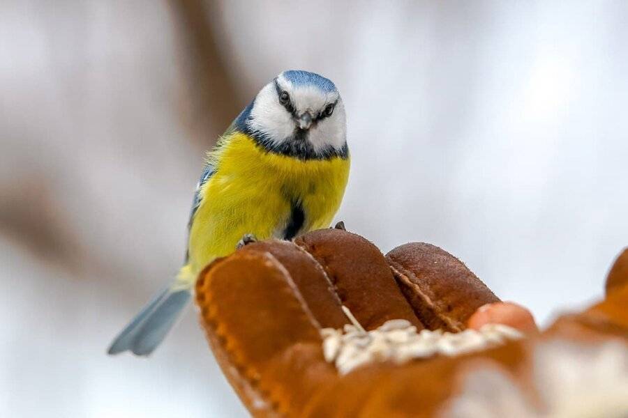 Орнитолог рекомендовала подкармливать птиц салом и семечками в предстоящие морозы