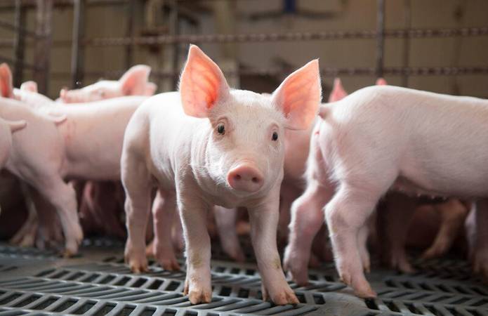 Ristone Holdings модернизирует свинокомплекс у по европейским стандартам