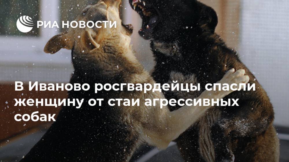 В Иваново росгвардейцы спасли женщину от стаи агрессивных собак