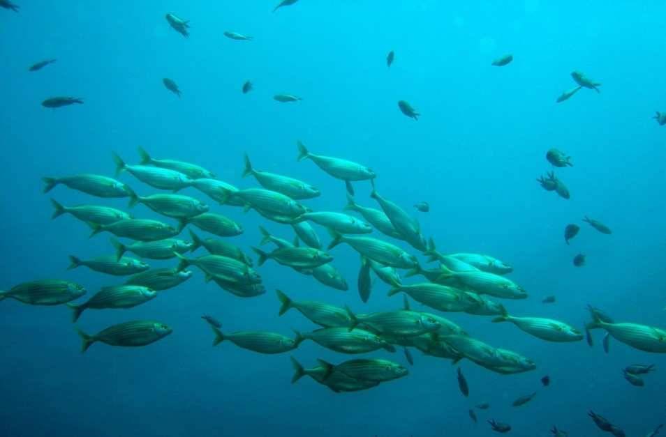 Ученые: Люди негативно повлияли на подводные звуки в океане