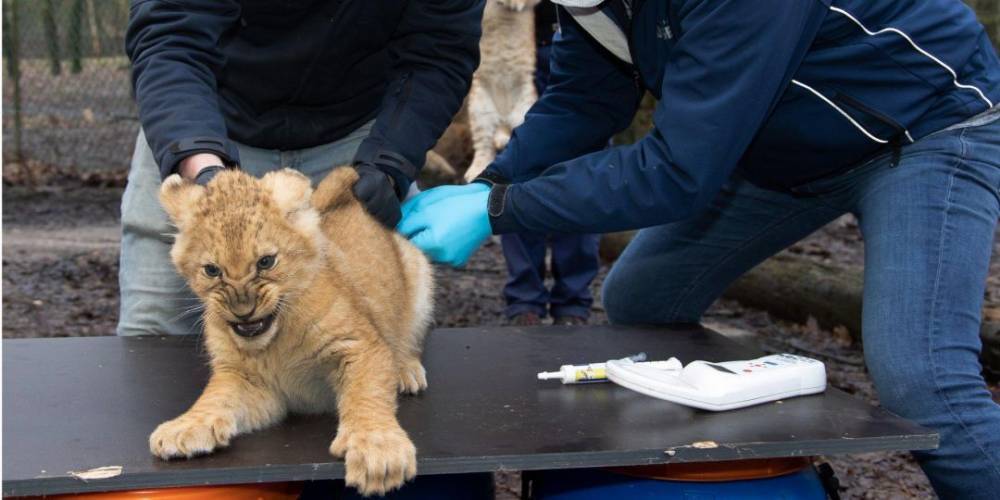 Настоящие дикие животные. В нидерландском зоопарке вакцинировали двухмесячных львят от кошачьего гриппа фото, видео