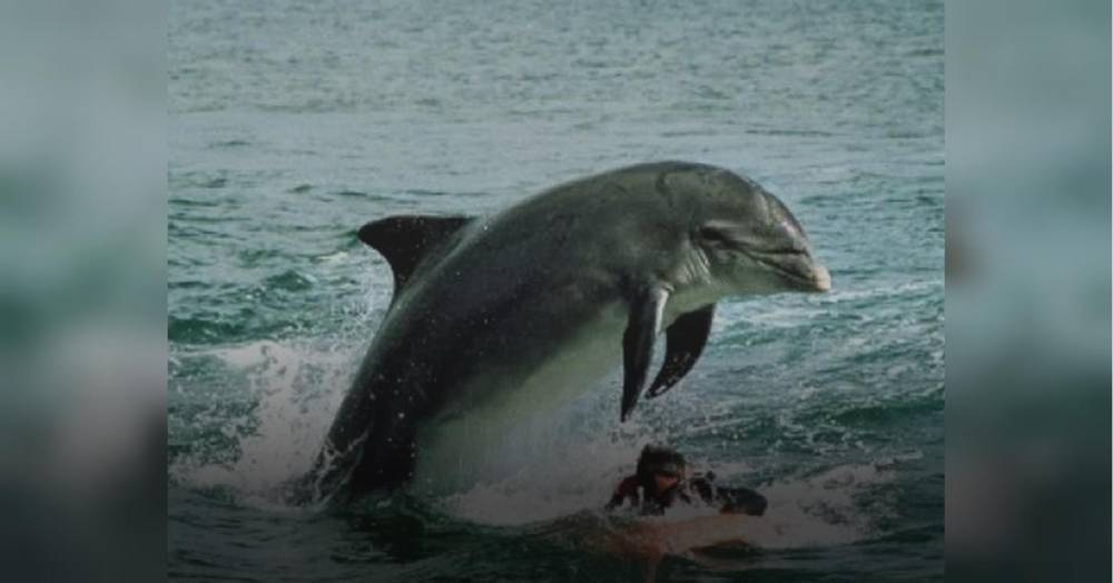Ирландский сенатор обвинил Путина в пропаже местного дельфина