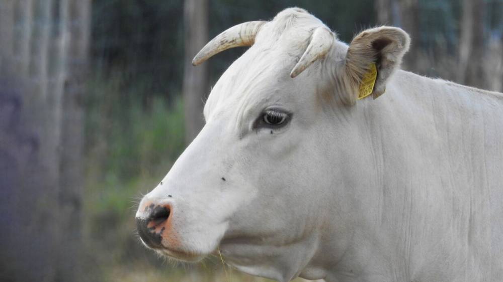 Смерть на рогах: фермер предположил, почему на саратовского пенсионера напал бык