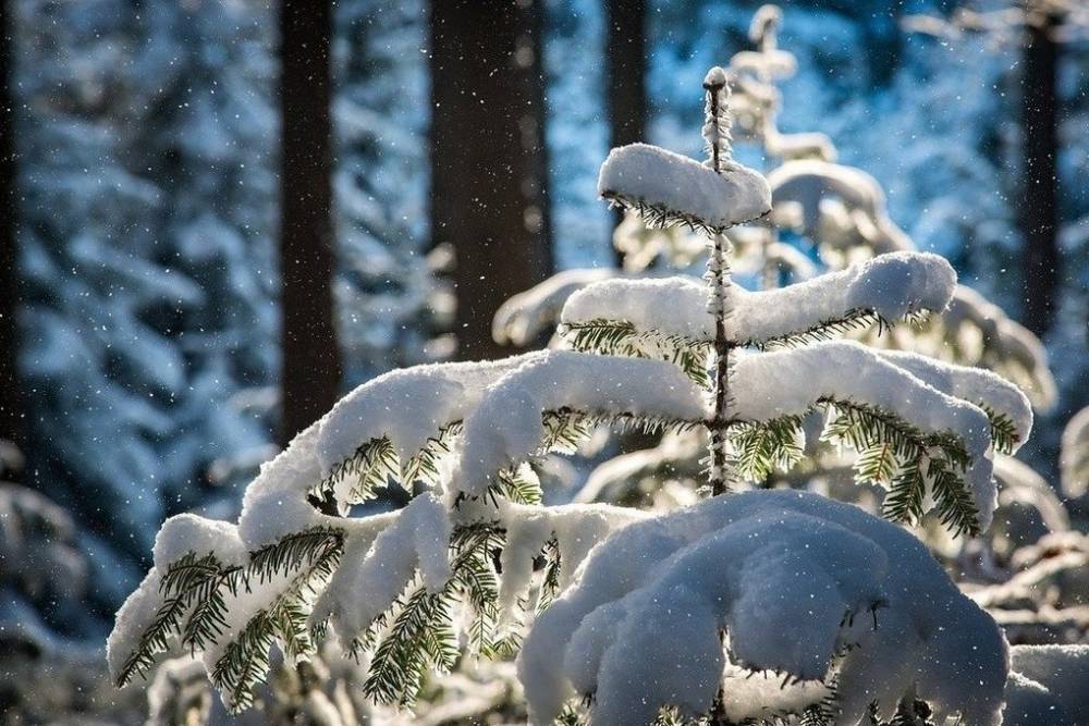 До -21 градуса прогнозируют синоптики в Псковской области 7 февраля