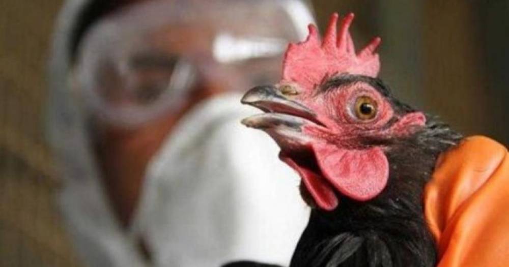 В Японии уничтожат еще 250 тысяч кур из-за птичьего гриппа