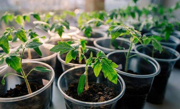 Жителей Тюмени призывают самостоятельно выращивать овощи