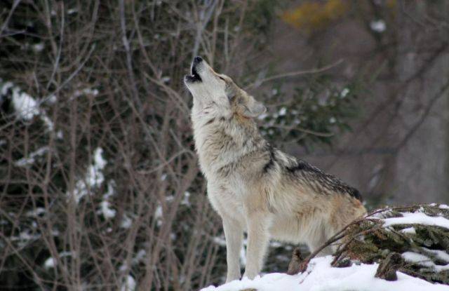 Власти Кузбасса прокомментировали сообщения о нападении волков на домашний скот
