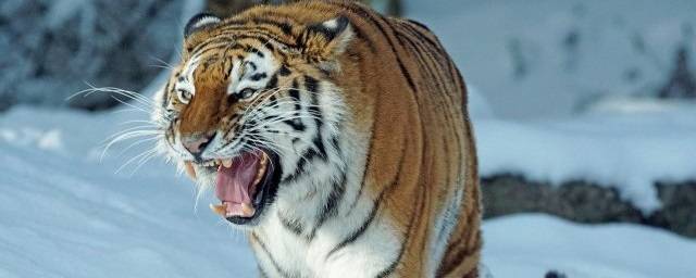 Тигр в Приамурье напугал людей и съел 100-килограммового кабана