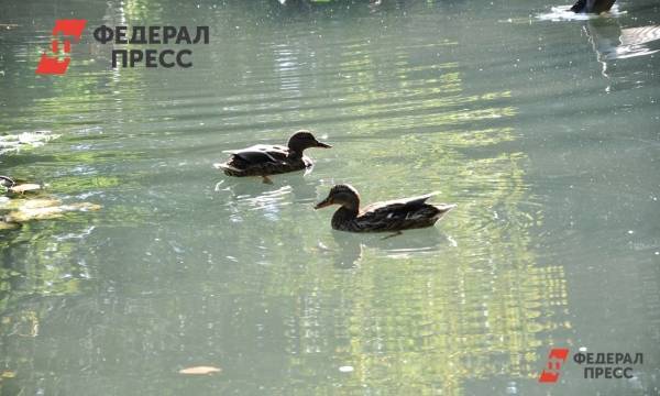 Уровень воды в крымских водохранилищах продолжает падать