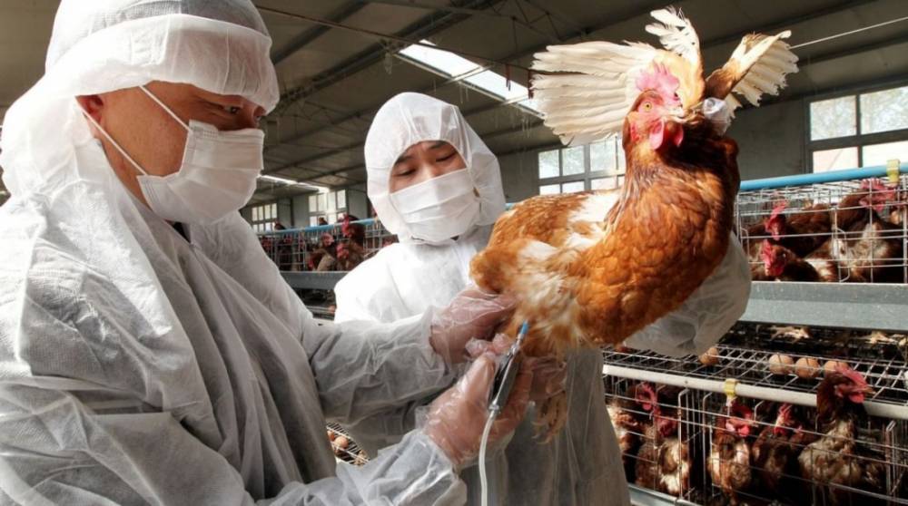 В Японии зафиксировали вспышку птичьего гриппа