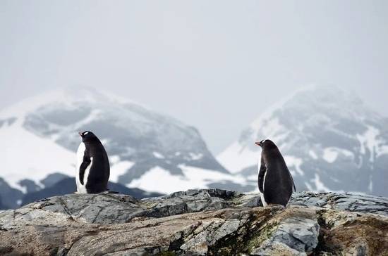 Законопроект о Дне открытия Антарктиды внесли в Госдуму