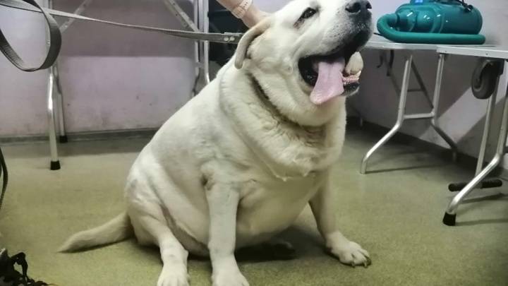 Вести. Нужно сбросить 30 кг: самую толстую собаку доставили из Уфы в Челябинск