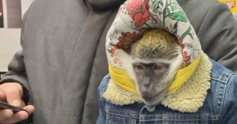 Вынуждены "зарабатывать" на холоде: зоозащитники возмущены издевательством над обезьянами в центре Киева