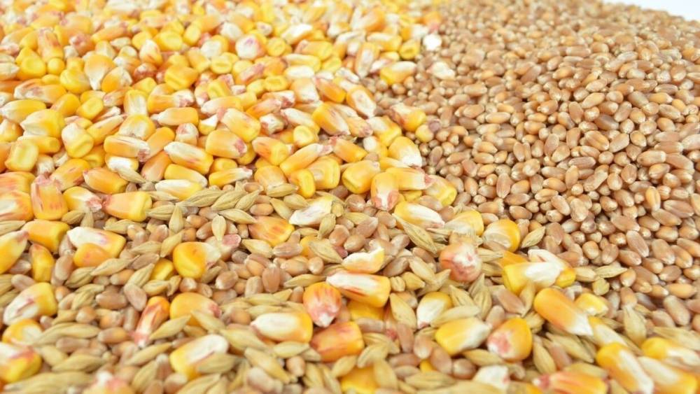Мишустин утвердил формулу расчета экспортной пошлины на зерновые культуры