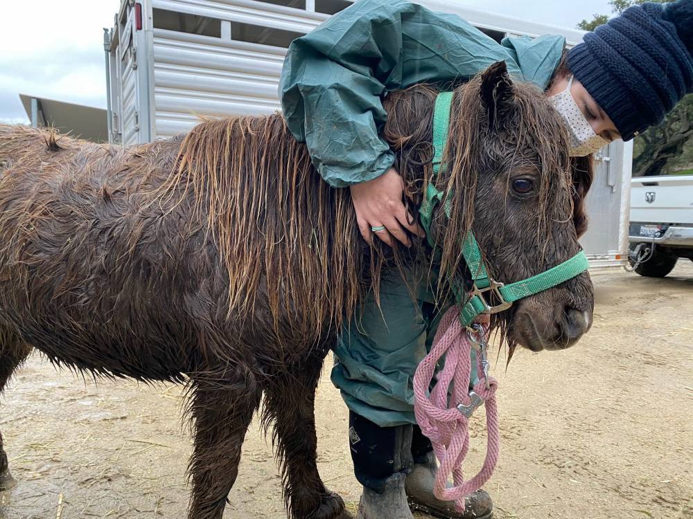 Спасли двух друзей: в США лошадь и пони на сутки застряли в болоте – трогательное видео