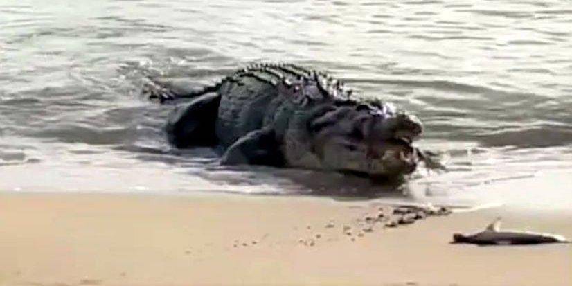 Зацените этого монстра: в Австралии огромный крокодил выполз на пляж и съел двух акул видео