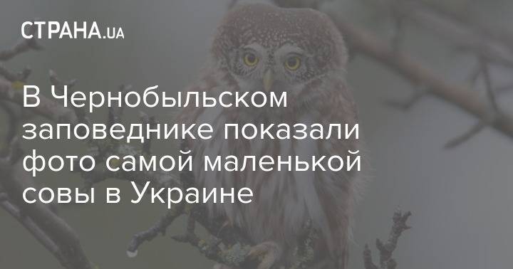 В Чернобыльском заповеднике показали фото самой маленькой совы в Украине