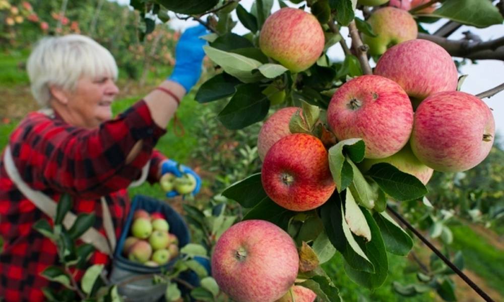 Ученые выяснили, почему яблоки — удивительно полезные для здоровья фрукты