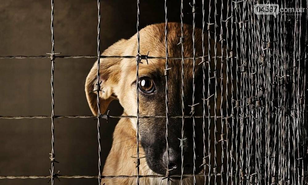 Львовянин в сети призвал к жестокому обращению с животными: полиция увидела криминал