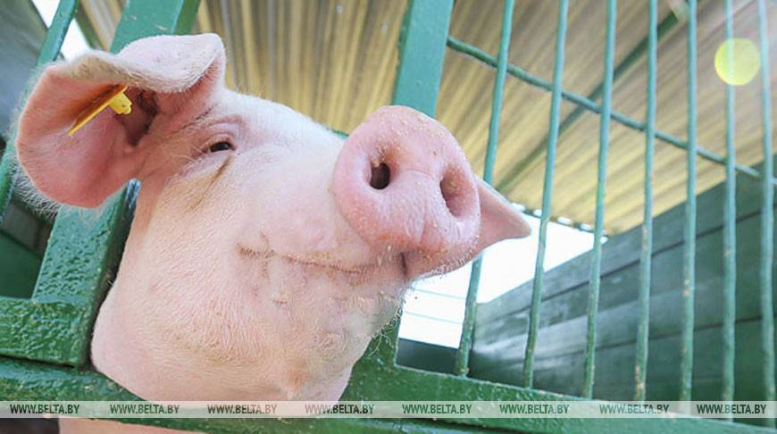 Беларусь ограничила ввоз свинины из Гонконга из-за АЧС