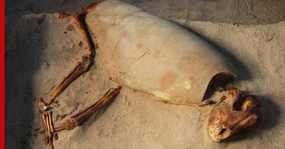 В Египте обнаружено одно из древнейших в мире кладбищ домашних животных