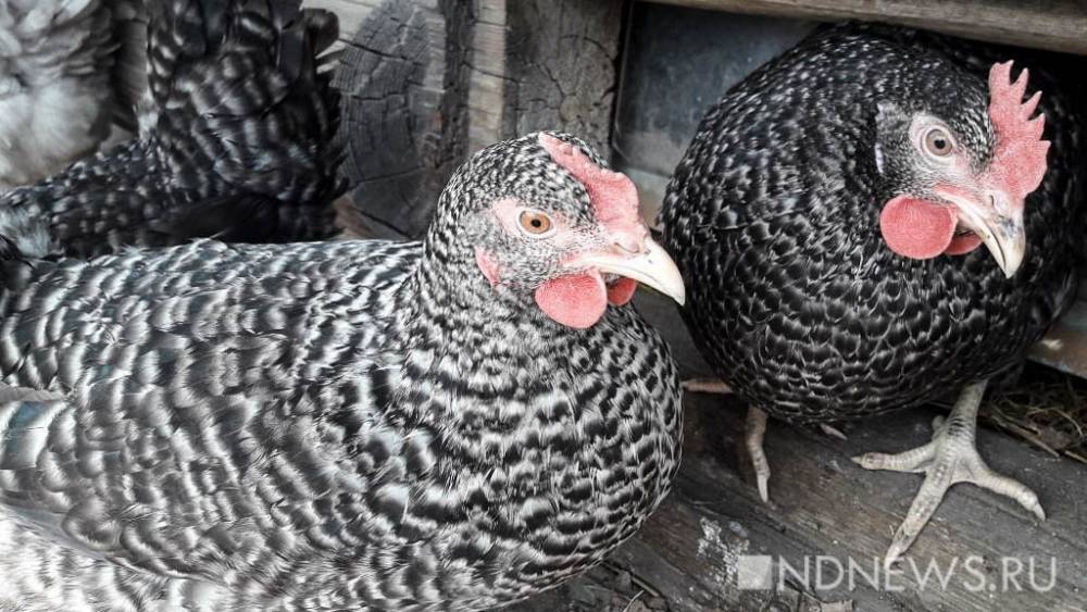 ФАС проверит обоснованность роста цен на курятину и яйца