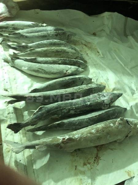На Ямале силовики нашли браконьерский улов рыбы из Красной книги на ₽2 млн