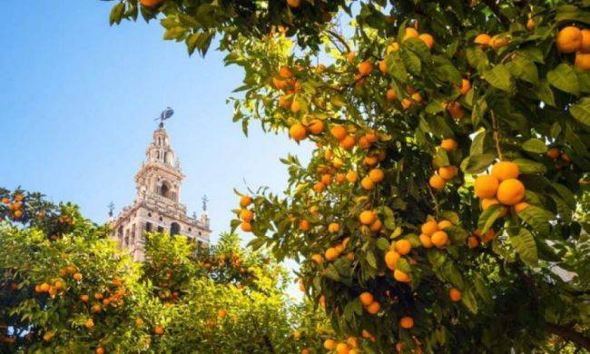 В Испании начали получать газ из уличных апельсинов