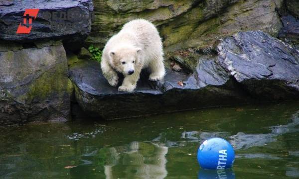 Медведица показала своего малыша посетителям зоопарка в Ростове: «Сладкая парочка»