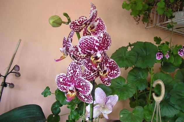 Красавицы орхидеи: посадка, уход, болезни