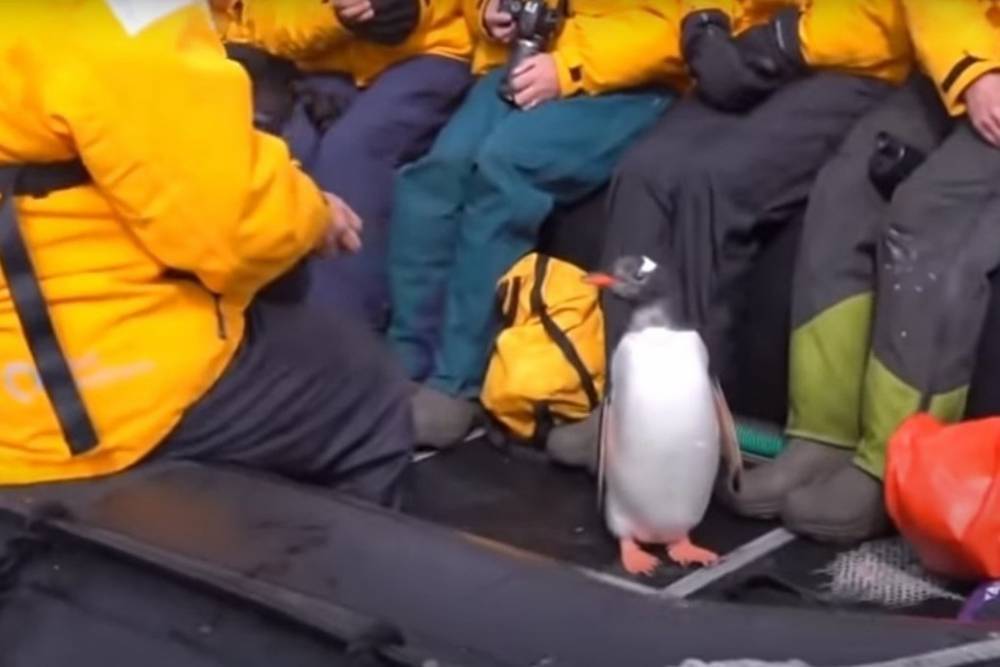 Пингвин спасся от косаток на лодке с туристами: видео