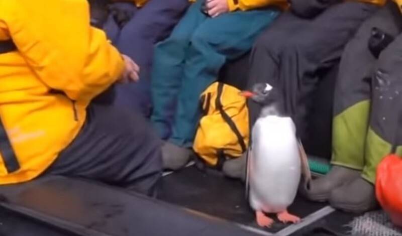 Пингвин спасся от касаток, запрыгнув в лодку к туристам - ВИДЕО