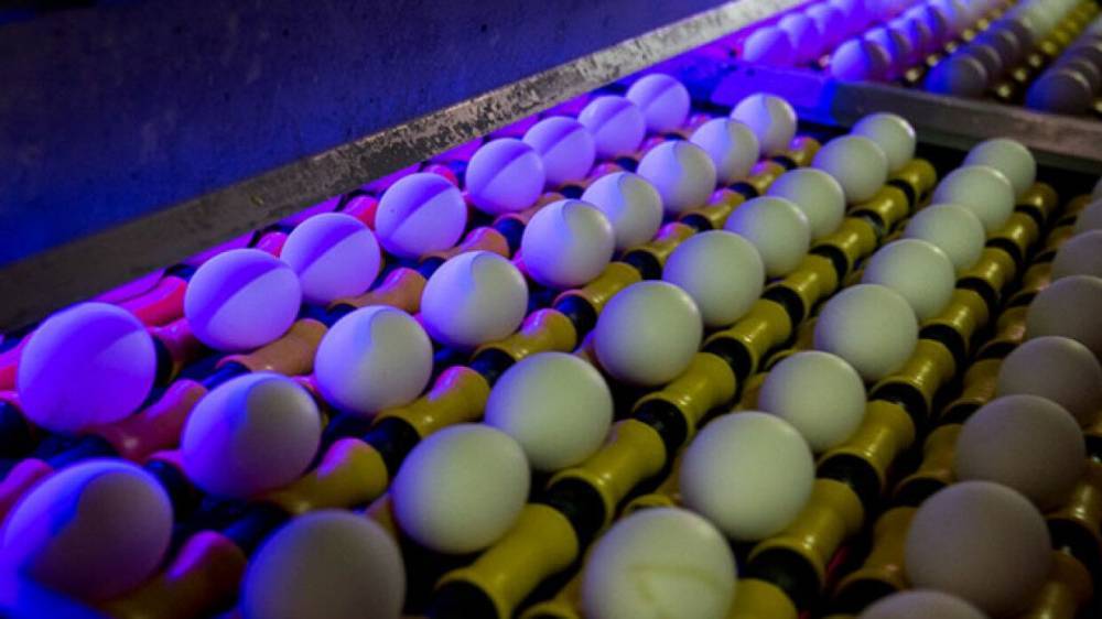 Птицефабрикам в России предложили не выпускать отборное яйцо и грудинку