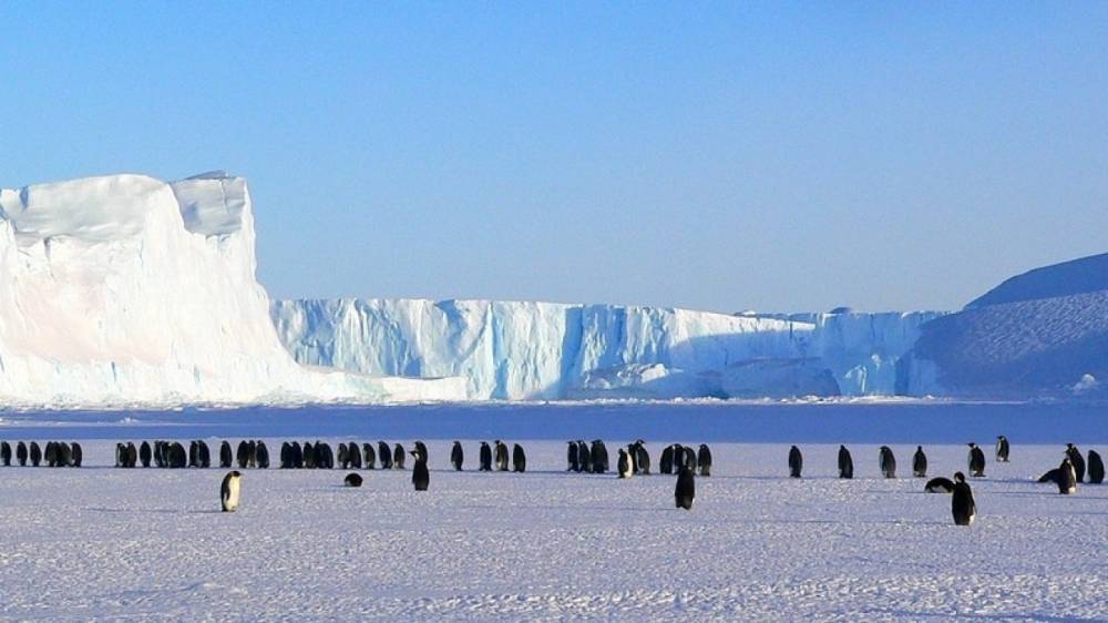 Спасение пингвина от стаи косаток в Антарктиде попало на видео
