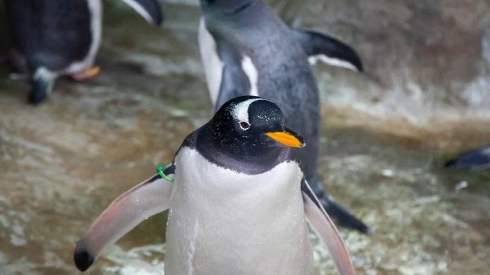 Пингвин запрыгнул в лодку к туристам ради спасения от стаи голодных косаток в Антарктиде